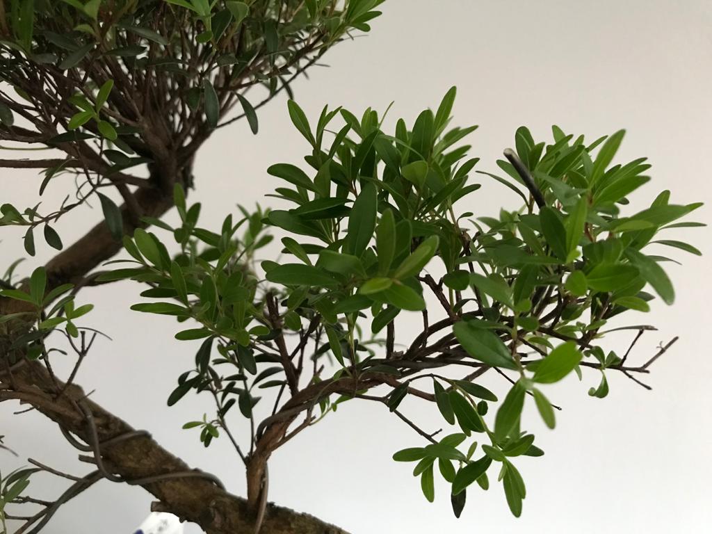 Syzygium Buxifolium  - Página 2 B5960210