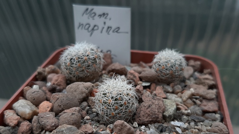 Cactus under carbonate. 20. (2020) . New Year's greetings. 20201111