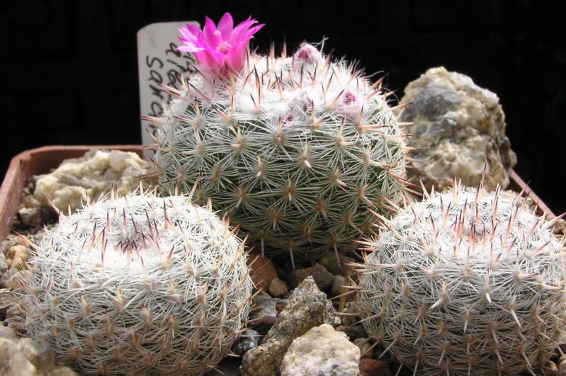 Cactus under carbonate. 20. (2020) . New Year's greetings. M_alba10