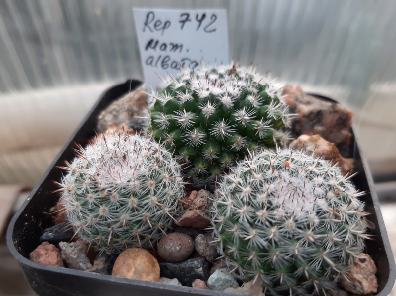Cactus under carbonate. 21. (2021) . New Year's greetings. M_alba14