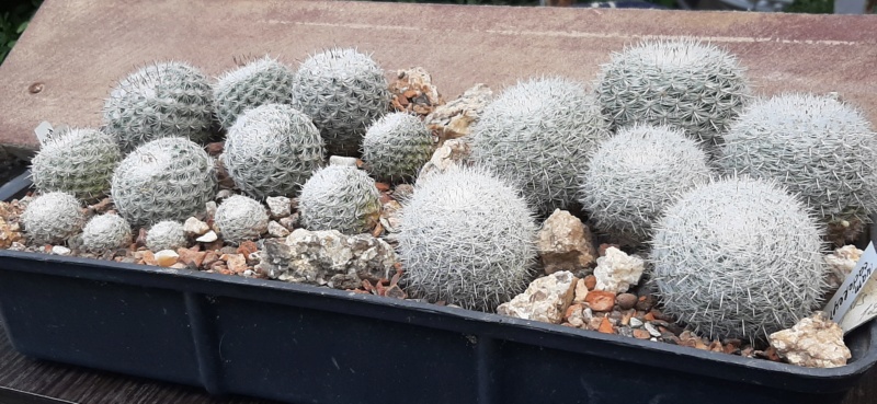 Cactus under carbonate. 22 M_alba17