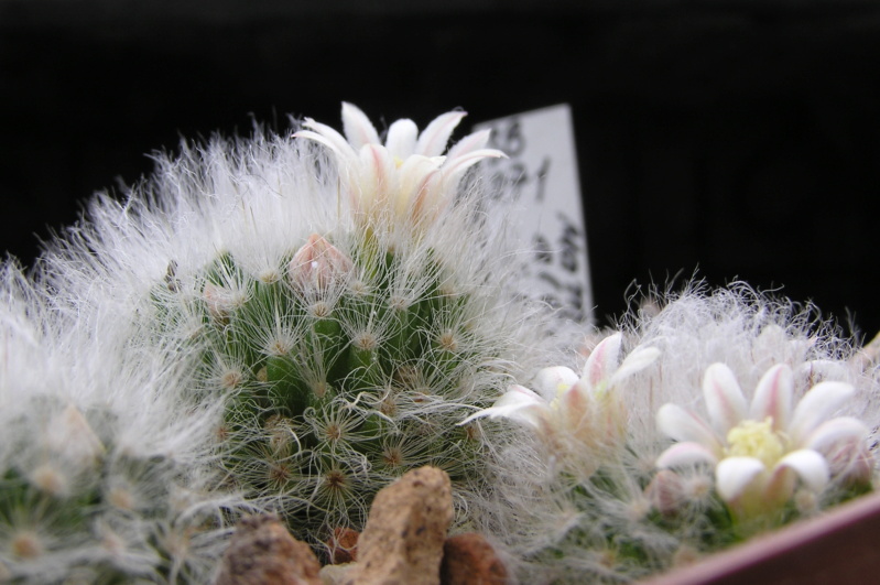 Cactus under carbonate. 20. (2020) . New Year's greetings. M_albi10