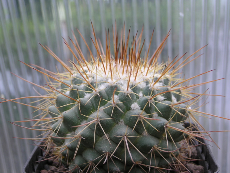 Cactus under carbonate. 22 M_apop14