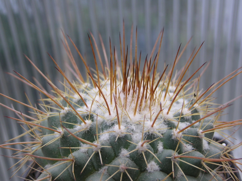Cactus under carbonate. 22 M_apop15