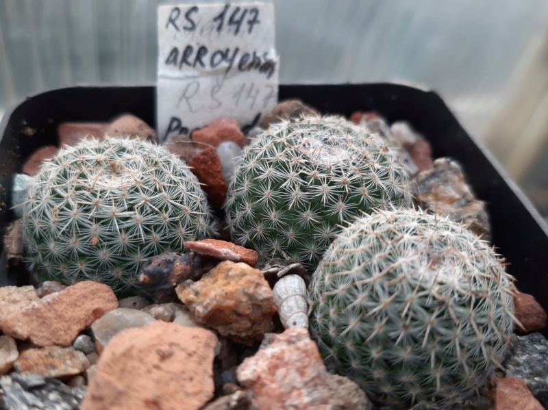 Cactus under carbonate. 21. (2021) . New Year's greetings. M_arro10