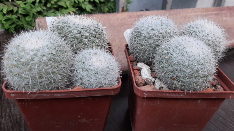 Cactus under carbonate. 22 M_cad210