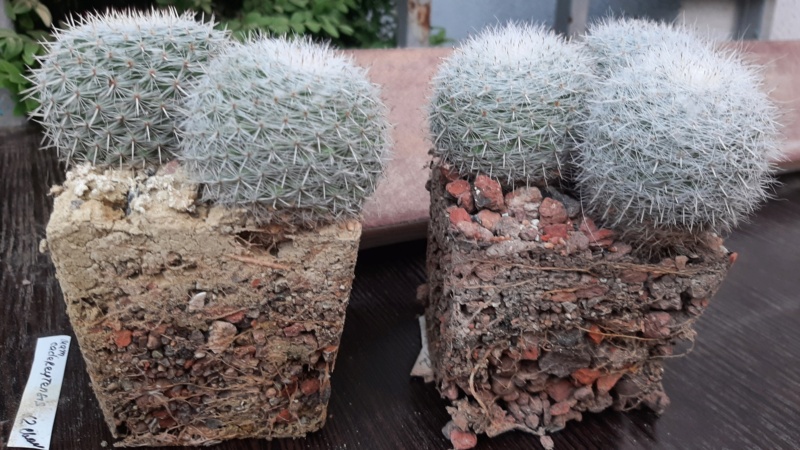 Cactus under carbonate. 22 M_cad211