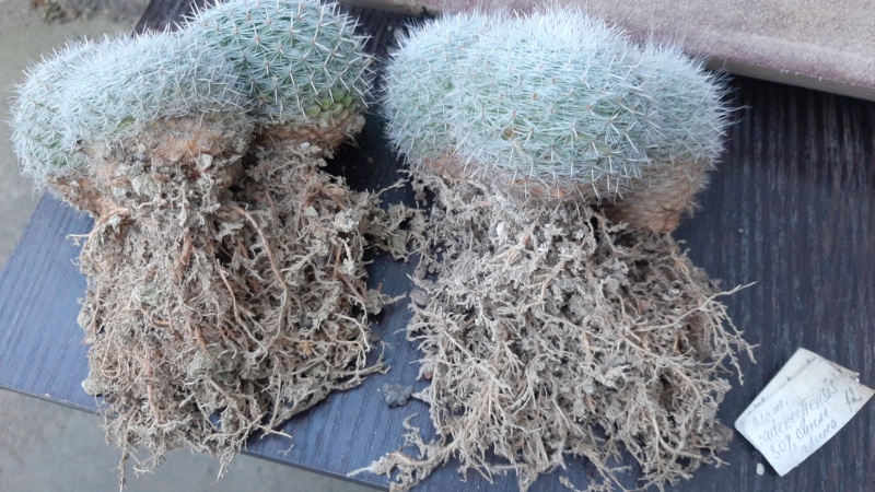 Cactus under carbonate. 22 M_cad212