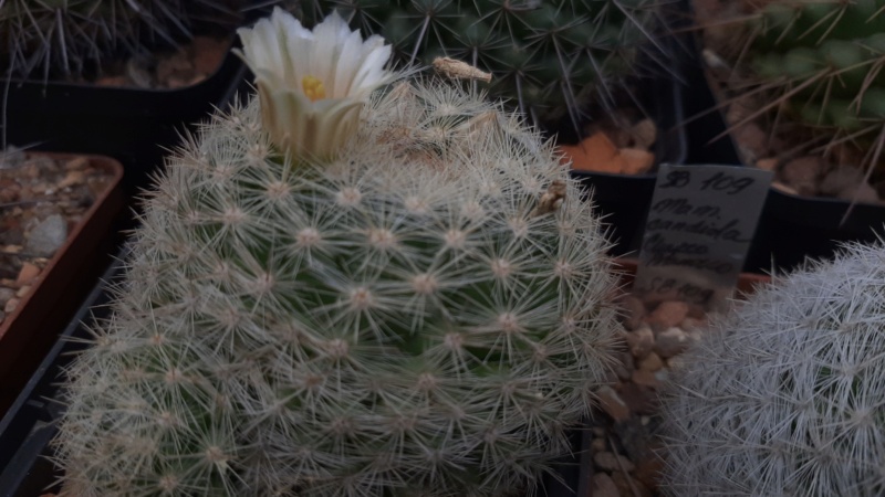 Cactus under carbonate. 23 M_cand12