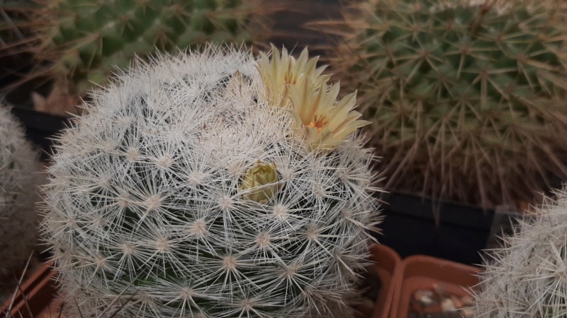 Cactus under carbonate. 23 M_cand13