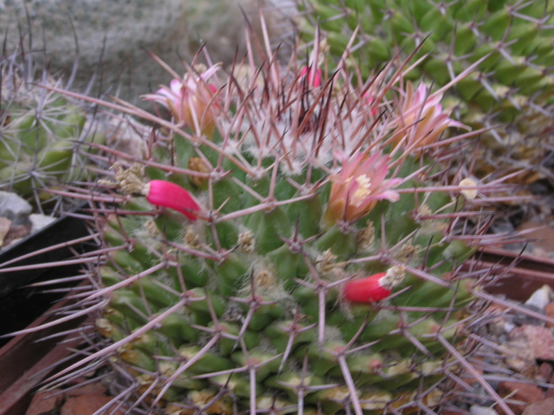 Cactus under carbonate. 23 M_carn12