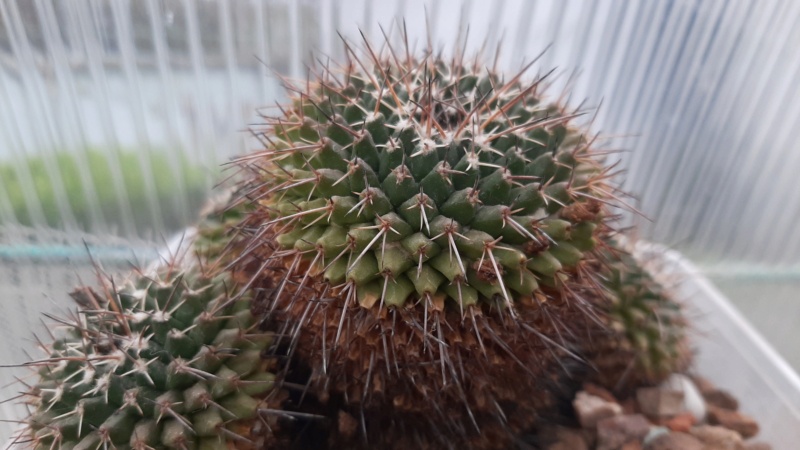 Cactus under carbonate. 23 M_cent21
