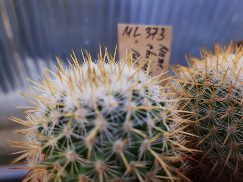 Cactus under carbonate. 21. (2021) . New Year's greetings. M_chia10
