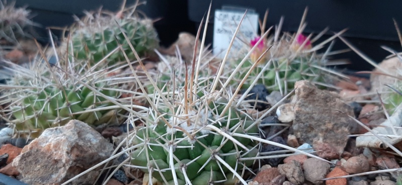 Cactus under carbonate. 22 M_com211