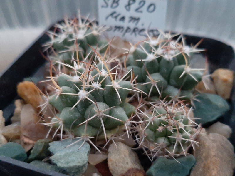Cactus under carbonate. 21. (2021) . New Year's greetings. M_comp13