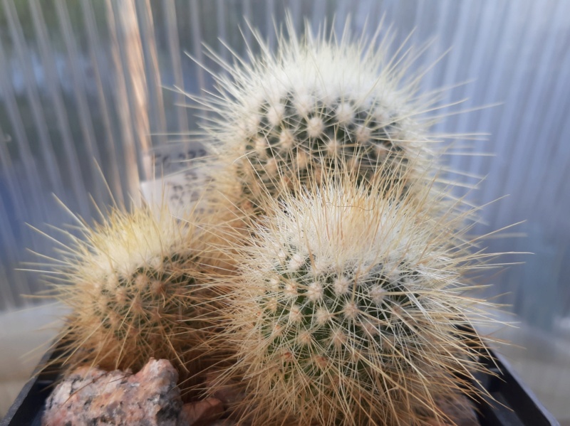 Cactus under carbonate. 21. (2021) . New Year's greetings. M_cras10