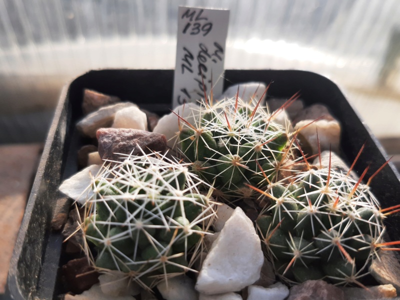 Cactus under carbonate. 21. (2021) . New Year's greetings. M_deci10