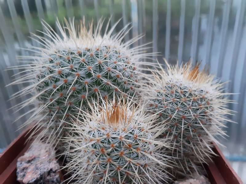 Cactus under carbonate. 21. (2021) . 2. M_dixa10