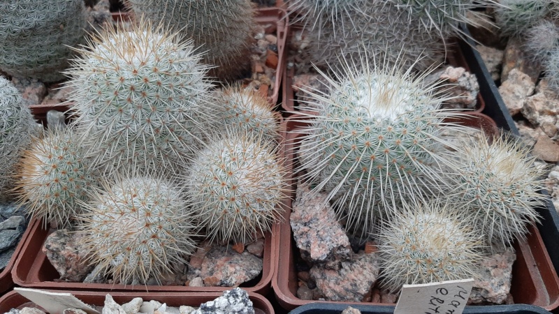Cactus under carbonate. 21. (2021) . 2. M_dixa11