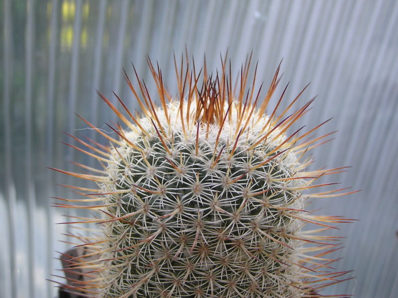 Cactus under carbonate. 21. (2021) . 2. M_dixa13
