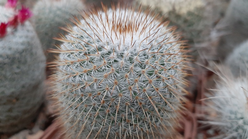 Cactus under carbonate. 21. (2021) . 2. M_dixa14