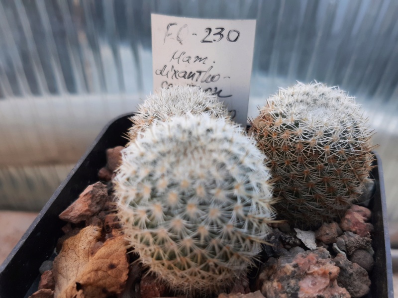 Cactus under carbonate. 21. (2021) . 2. M_dixa16