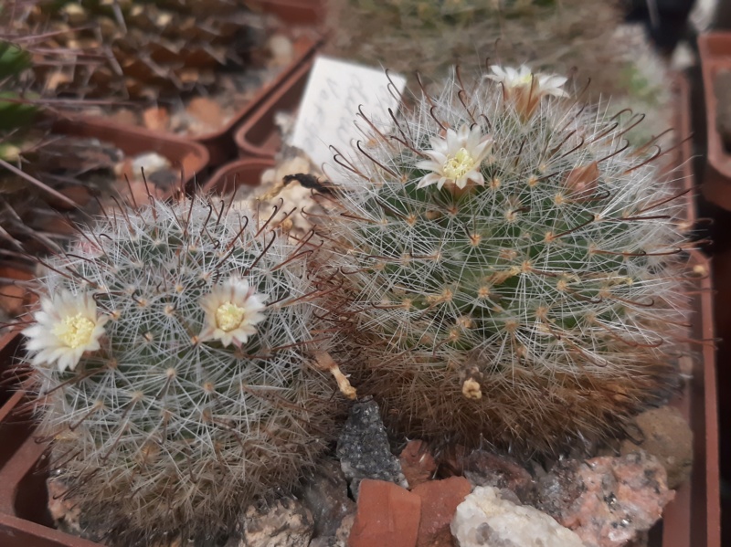 Cactus under carbonate. 23 M_duwe15