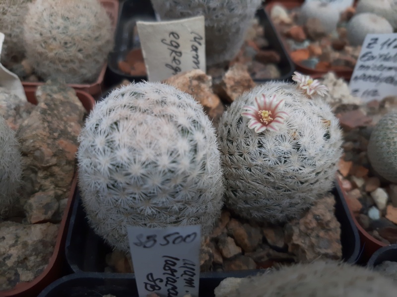 Cactus under carbonate. 23 M_egre14