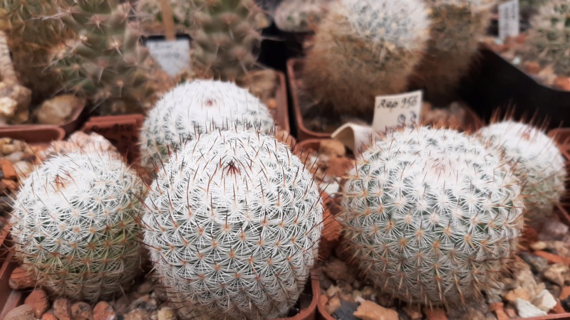Cactus under carbonate. 21. (2021) . 2. M_eleg11