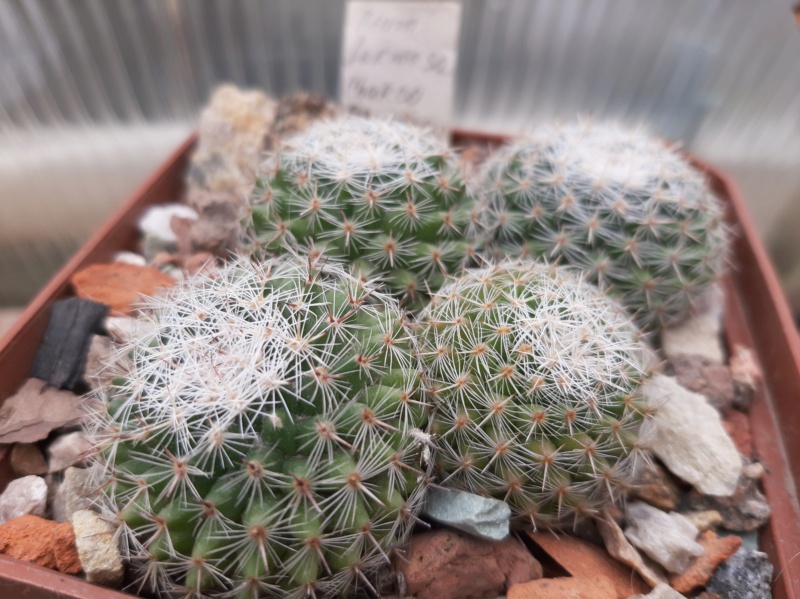 Cactus under carbonate. 21. (2021) . 2. M_form10