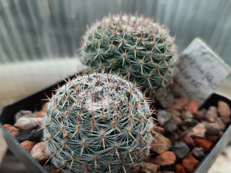 Cactus under carbonate. 21. (2021) . 2. M_form11