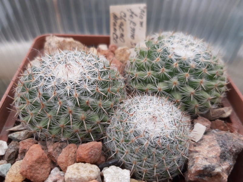 Cactus under carbonate. 21. (2021) . 2. M_form12