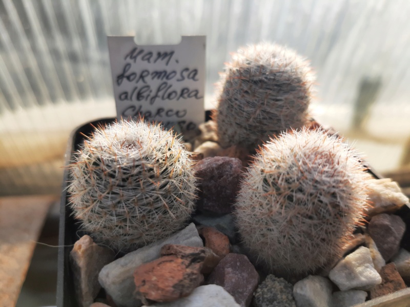 Cactus under carbonate. 21. (2021) . 2. M_form15