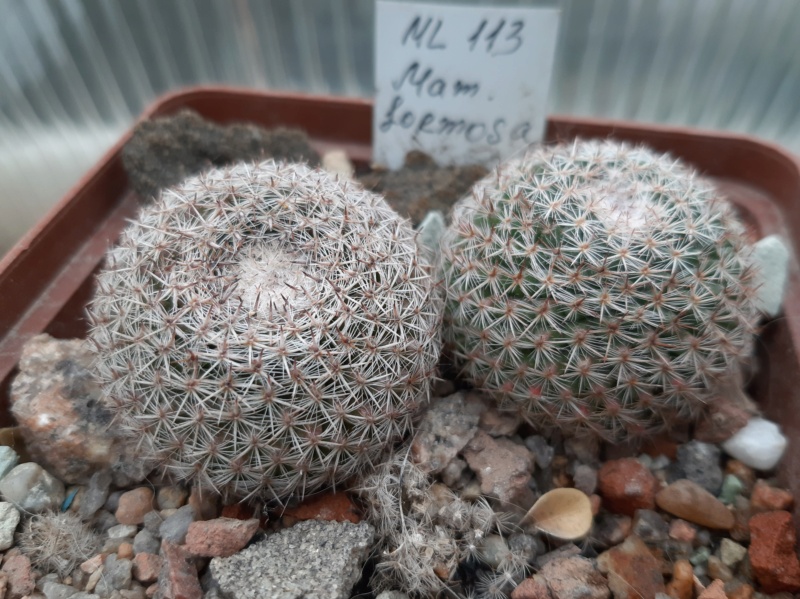 Cactus under carbonate. 21. (2021) . 2. M_form16