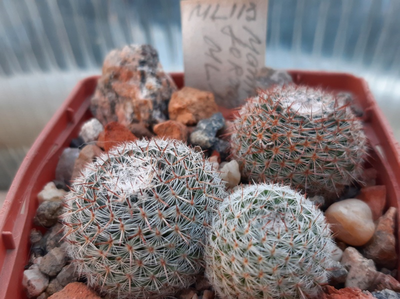 Cactus under carbonate. 21. (2021) . 2. M_form18