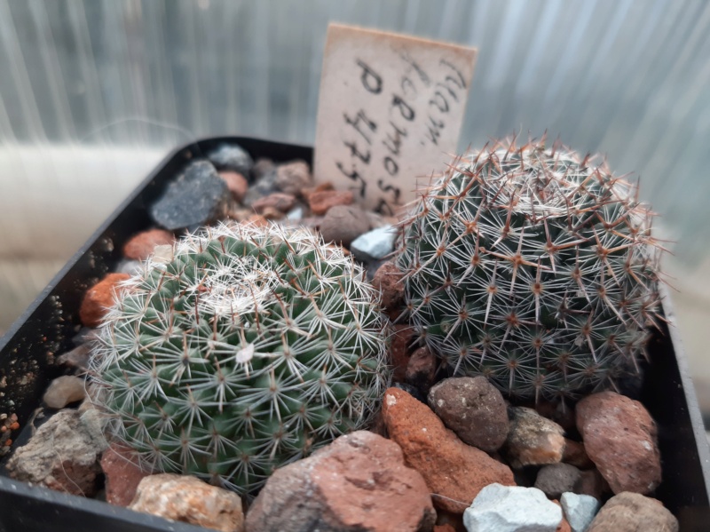 Cactus under carbonate. 21. (2021) . 2. M_form20
