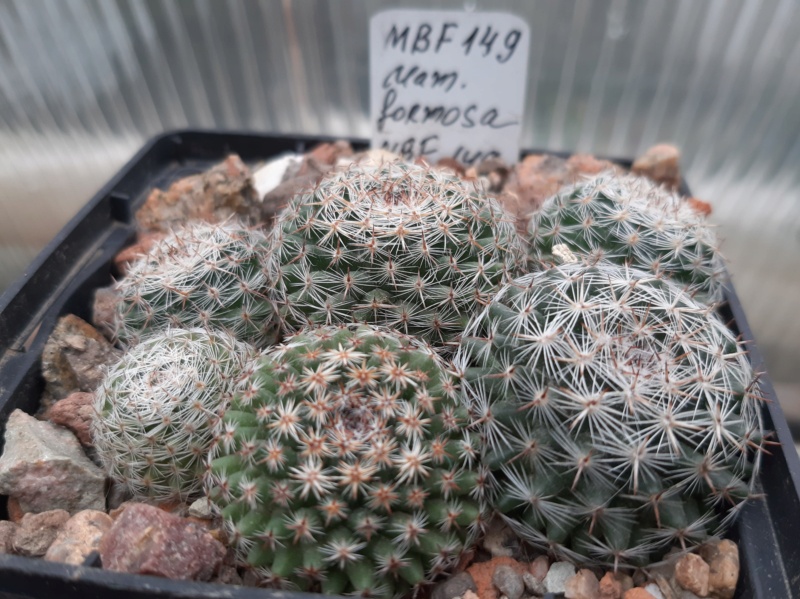Cactus under carbonate. 21. (2021) . 2. M_form22