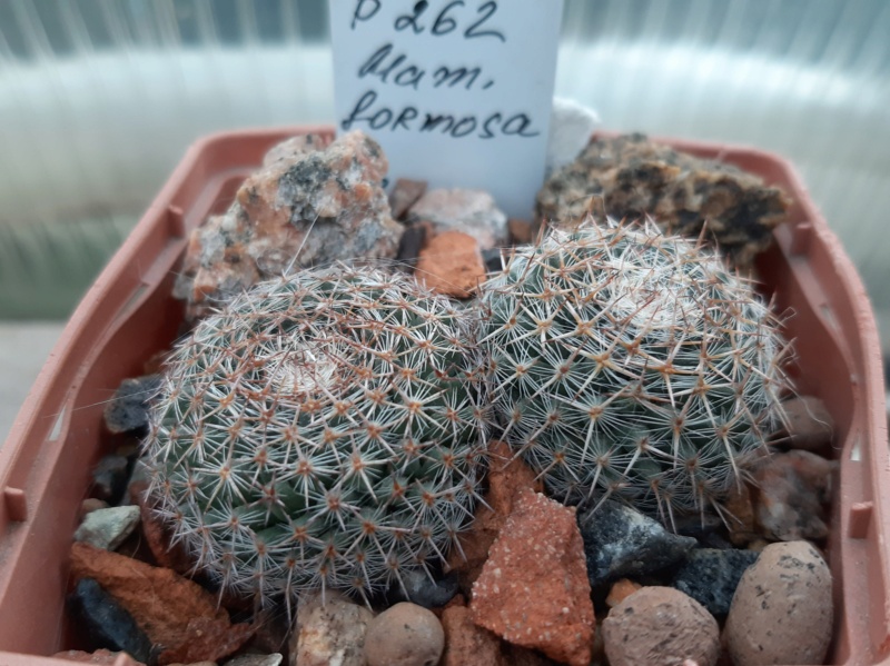 Cactus under carbonate. 21. (2021) . 2. M_form23