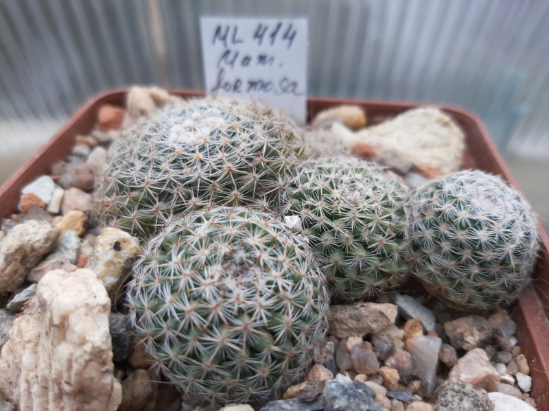 Cactus under carbonate. 21. (2021) . 2. M_form24