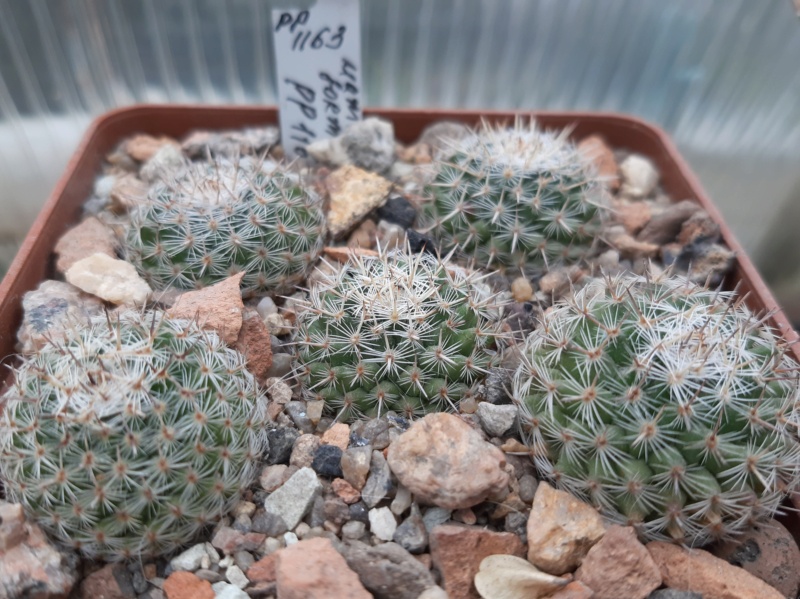 Cactus under carbonate. 21. (2021) . 2. M_form25