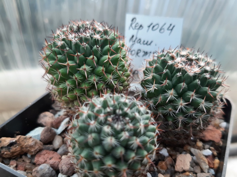Cactus under carbonate. 21. (2021) . 2. M_form27