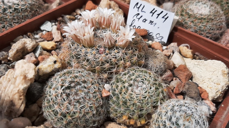 Cactus under carbonate. 22 M_form31