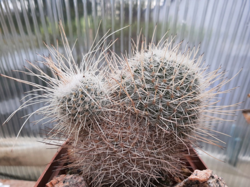 Cactus under carbonate. 21. (2021) . 2. M_gemi10