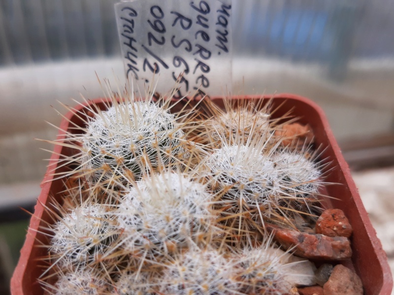 Cactus under carbonate. 21. (2021) . 2. M_guer10