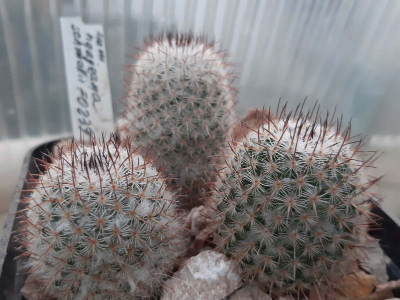 Cactus under carbonate. 21. (2021) . 2. M_haag13