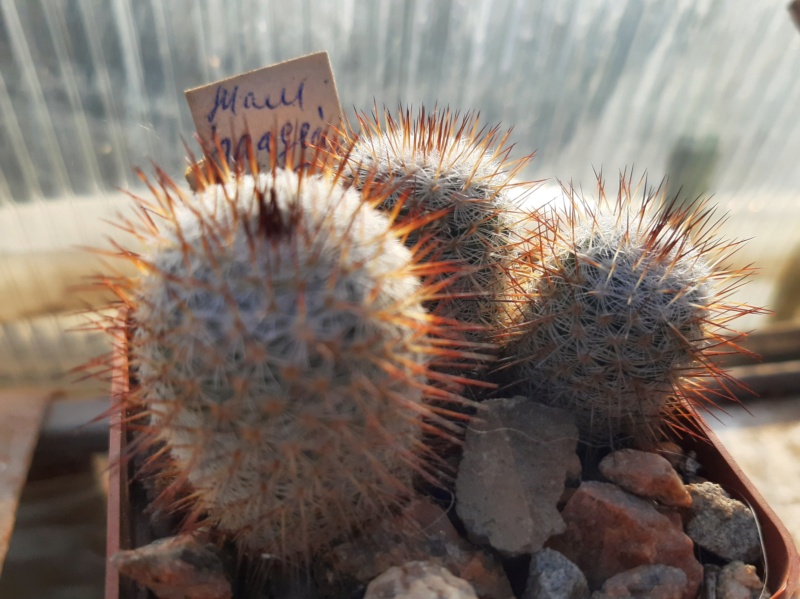 Cactus under carbonate. 21. (2021) . 2. M_haag14