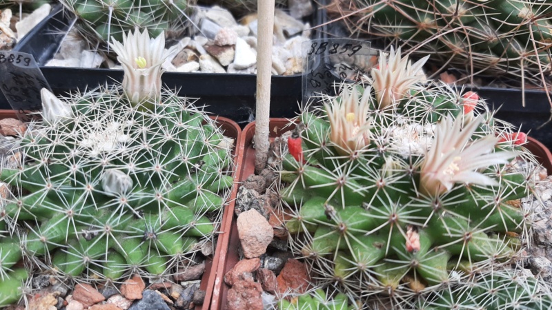 Cactus under carbonate. 21. (2021) . 2. M_heyd15