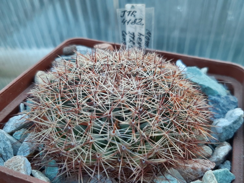 Cactus under carbonate. 21. (2021) . 2. M_heyd18