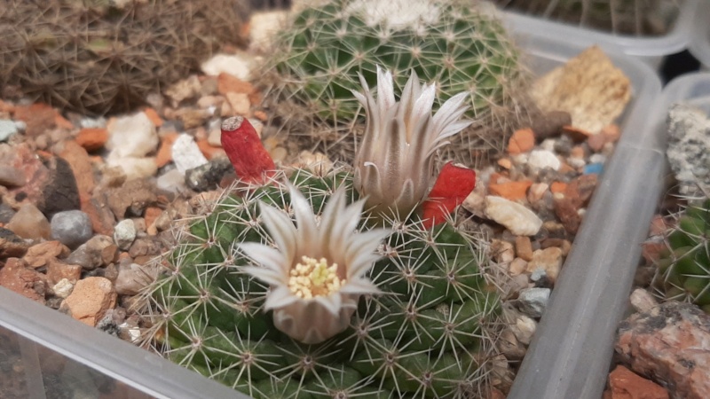 Cactus under carbonate. 23 M_heyd22