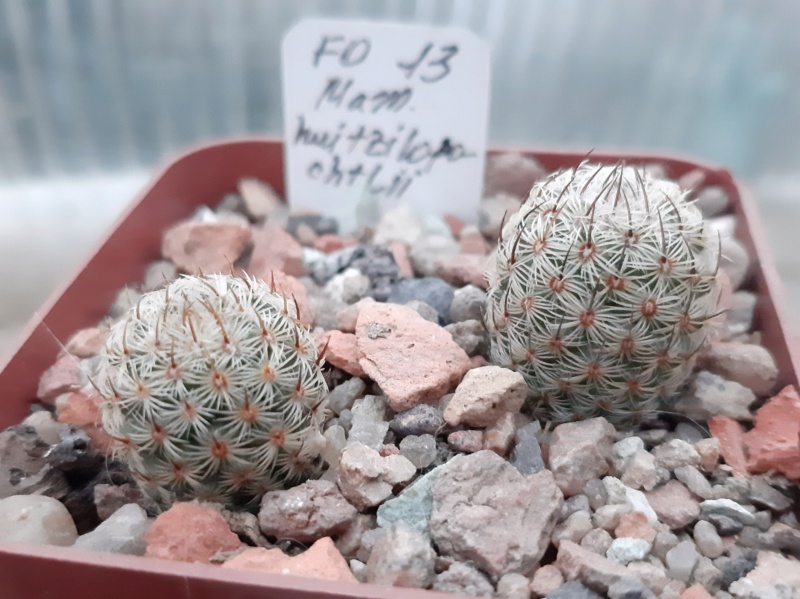 Cactus under carbonate. 21. (2021) . 2. M_huit10